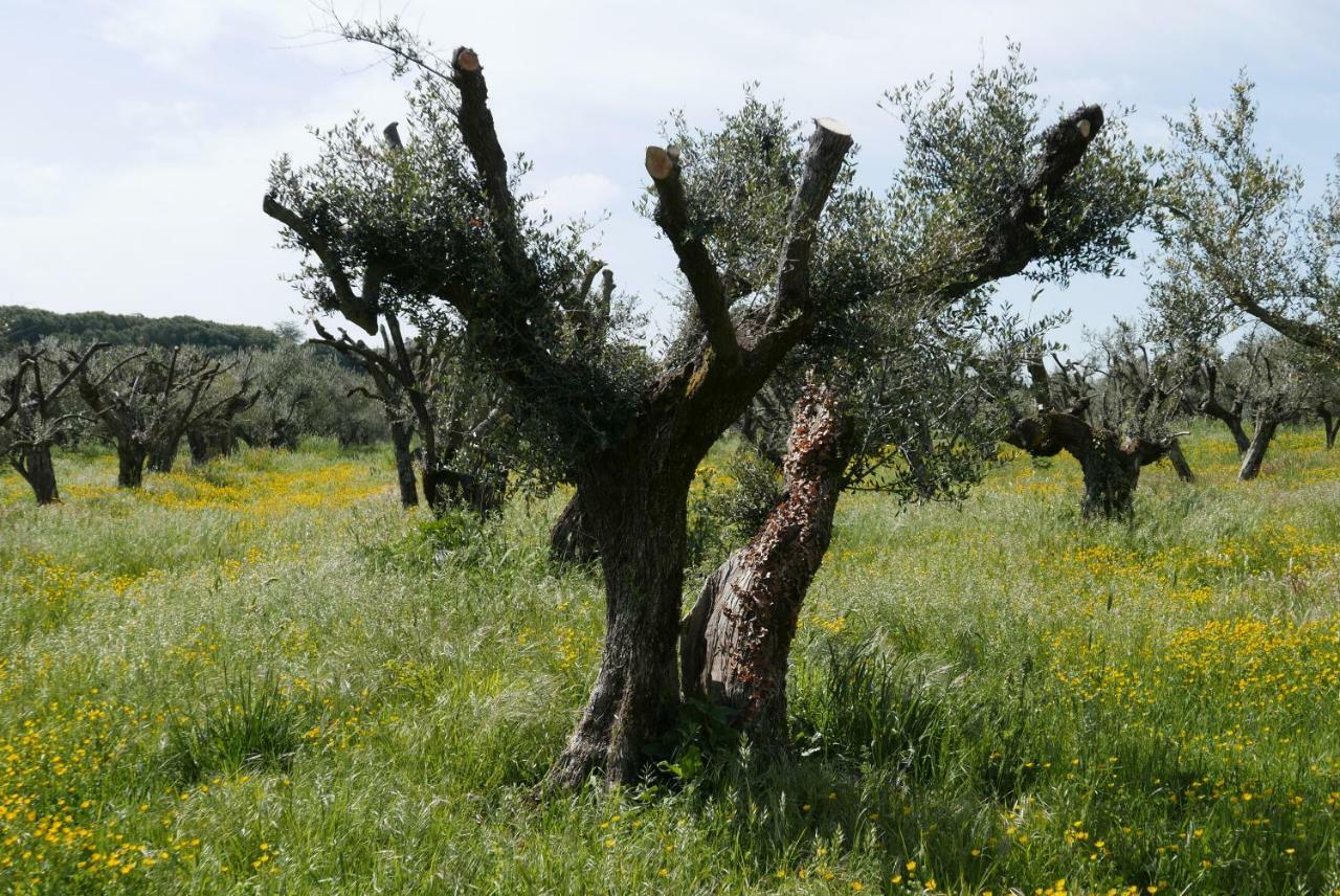 Cavalletti Séjour à la ferme *