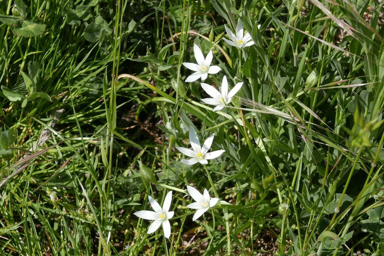 Cavalletti Grottaferrata