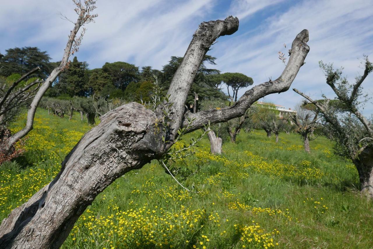 Cavalletti Grottaferrata