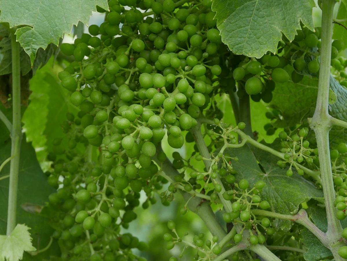 Cavalletti Grottaferrata