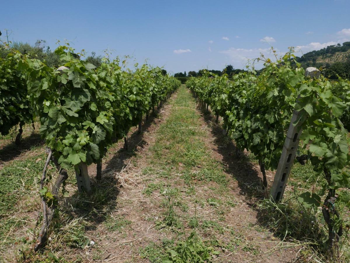 Farm stay Cavalletti Grottaferrata